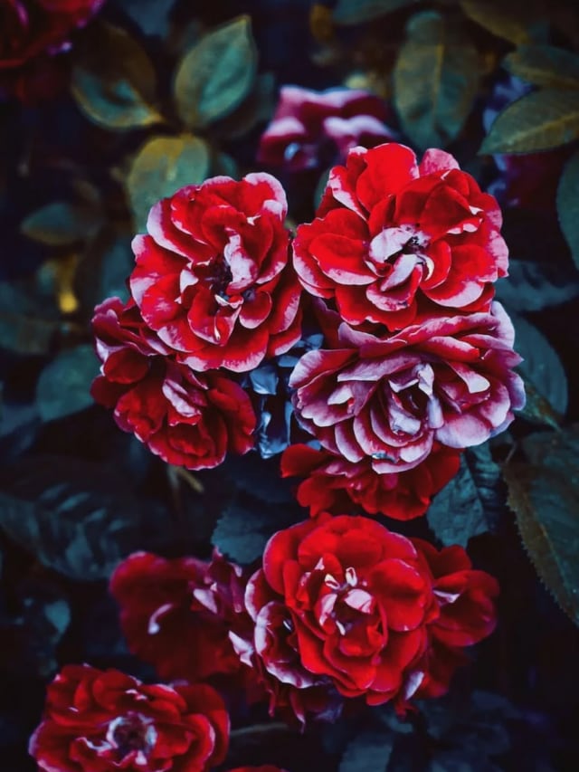 10 Beautiful Red Winter Flowers