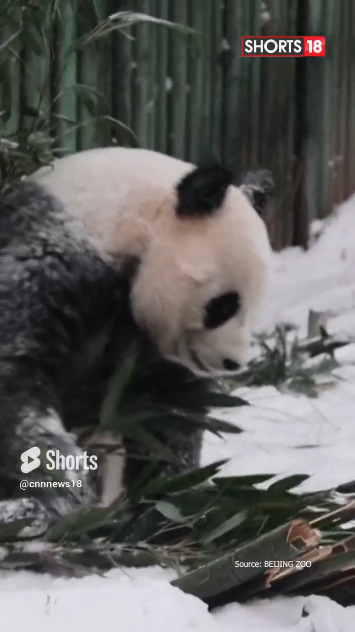 Pandas Snowy Bliss: Beijing Zoo Transforms into Giant Pandas Winter Playground